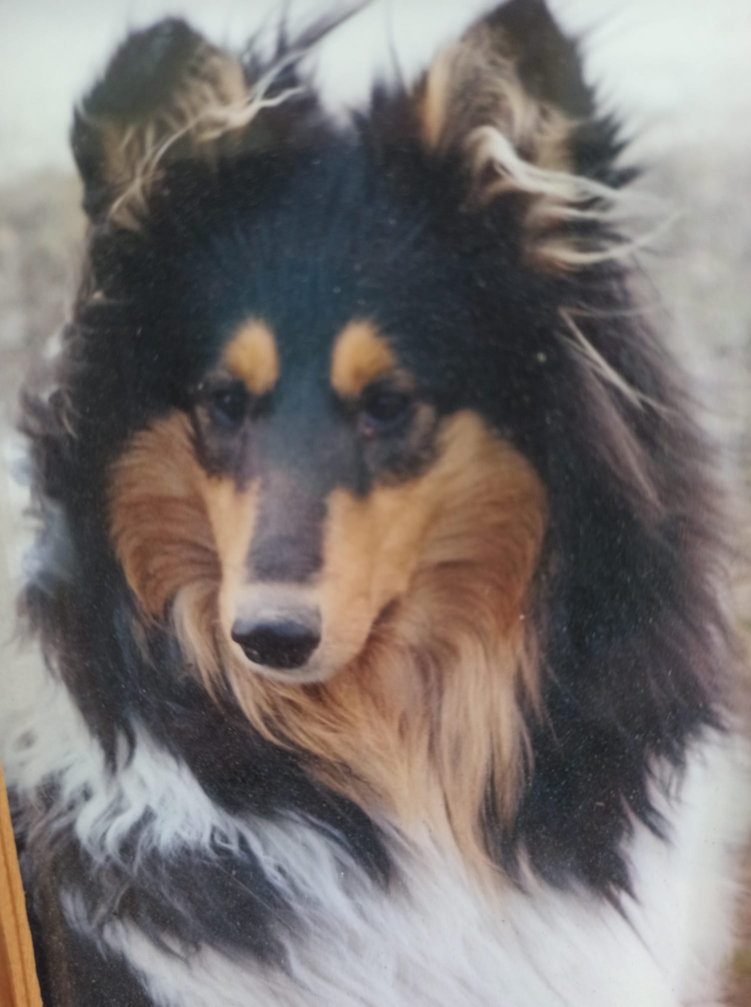 Christine Black Modrý Iris